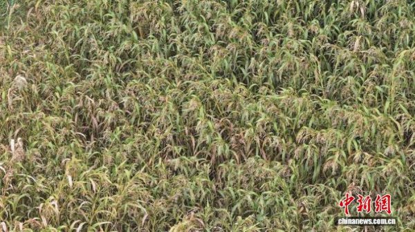 东程配资 （乡村行·看振兴）“中国薏米之乡”点米成“金”